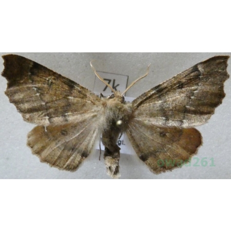 Odontopera bidentata (Clerck, 1759) male Ciośnik dwuzębiak Czech7k